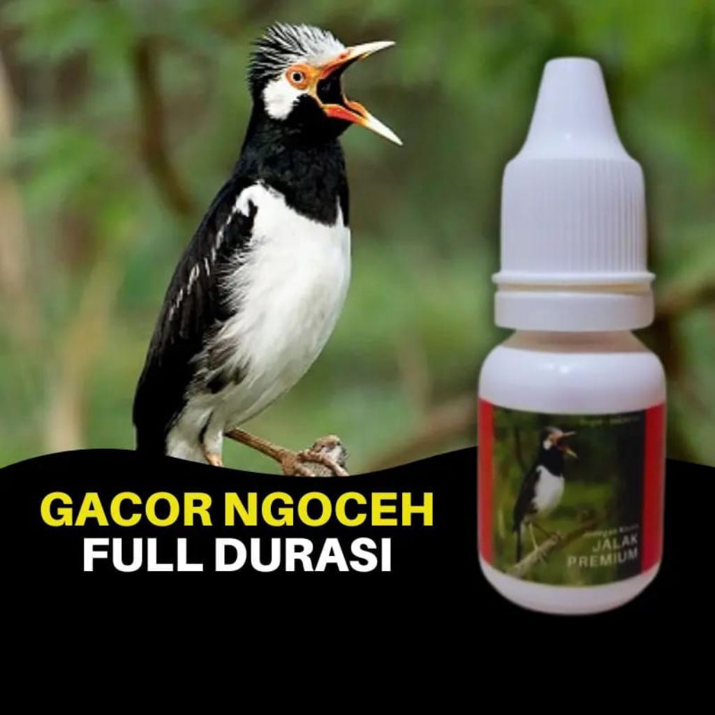 Vitamin penggacor burung jalak suren/kebo/putih/kapas premium bikin full gacor ngoceh