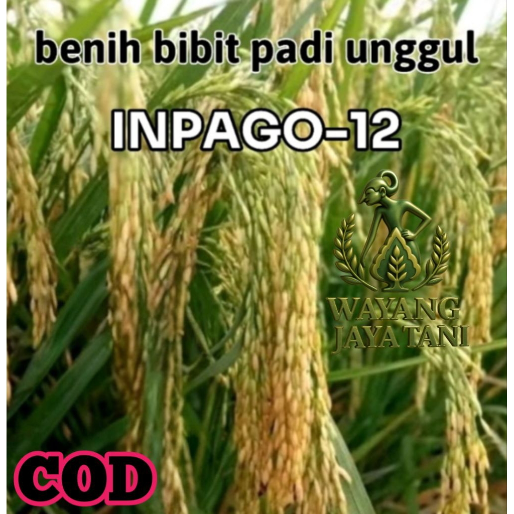 BENIH PADI UNGGUL INPAGO 12 KEMASAN 5KG