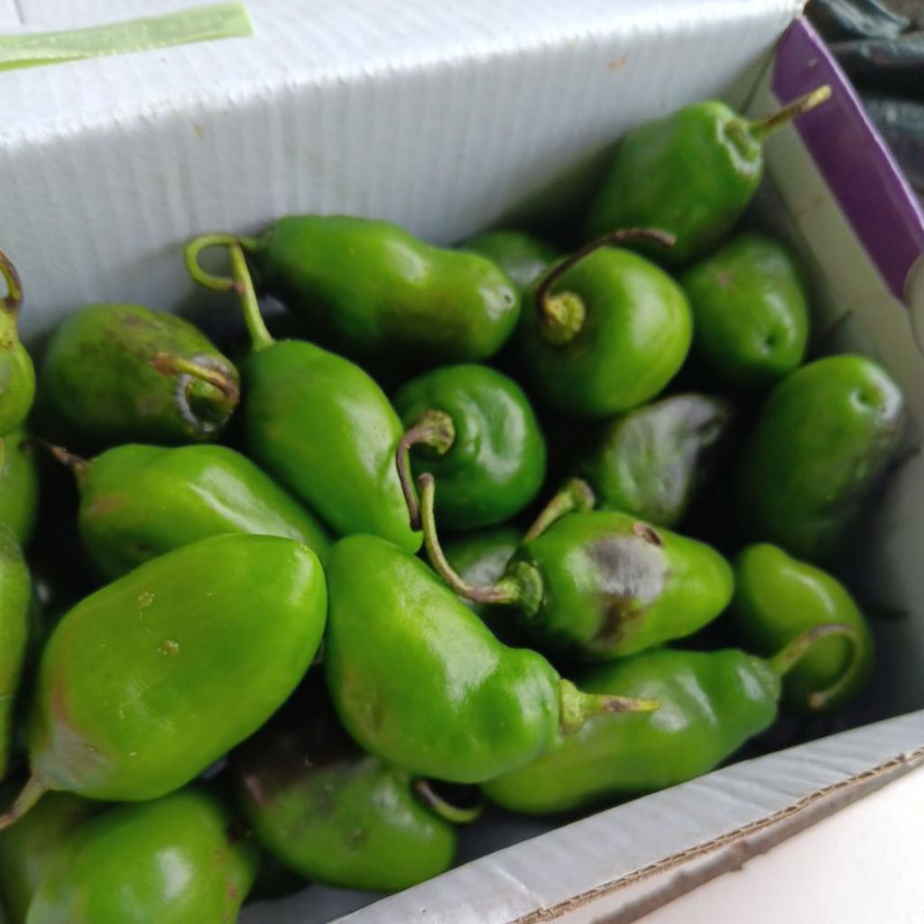 

cabe gendot pedas viral teh SANTY