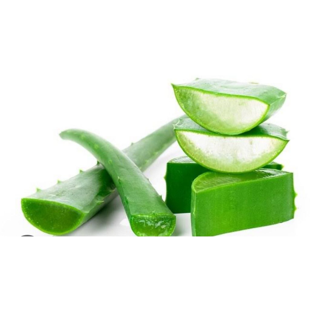 

Pelapah lidah buaya jumbo 1 pc