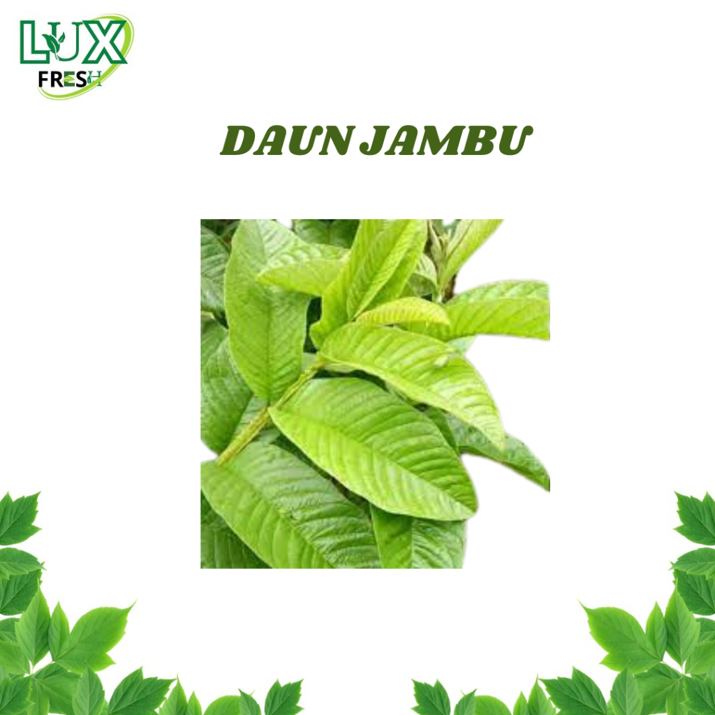 

DAUN JAMBU COA+ BEBAS PEPSTISIDA BEST SELLER