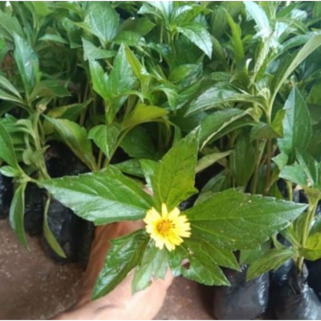 Tanaman hias Wedelia,pohon wedelia bunga kuning perpohon