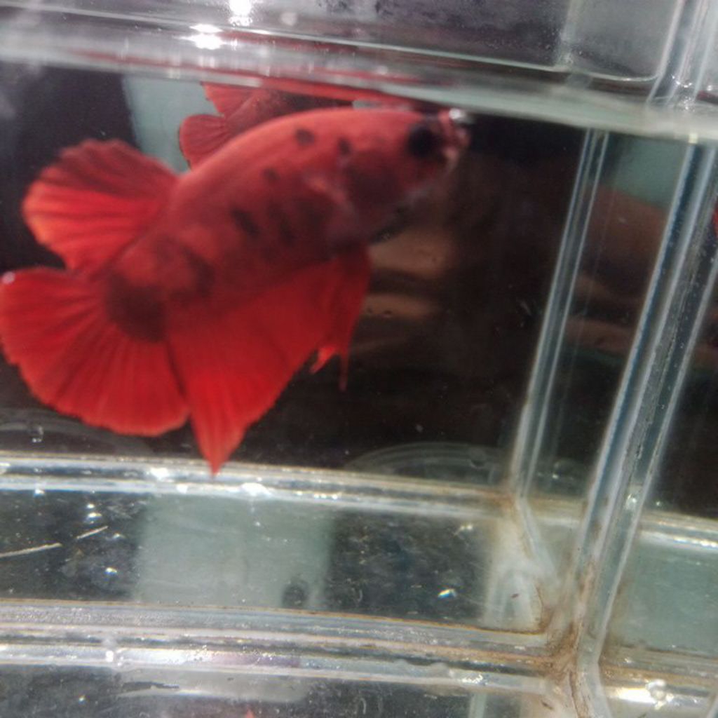 Ikan cupang plakat red koi  1