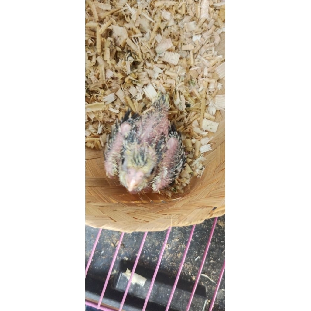 lolohan burung falk parkit australia kebumen