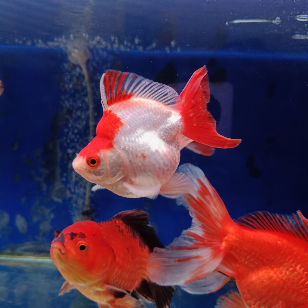 Ikan hias mas koki ryukin jumbo