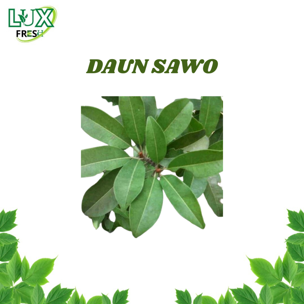 

DAUN SAWO COA+ BEBAS PEPSTISIDA BEST SELLER
