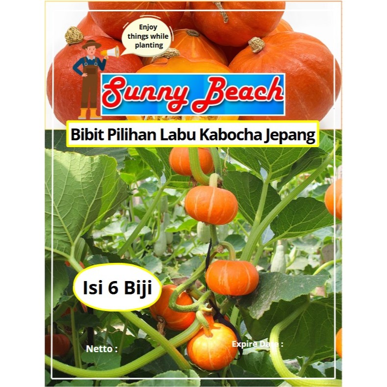 Bibit Pilihan Labu Kobacha Jepang | Biji Benih Labu Kobacha Jepang | Labu