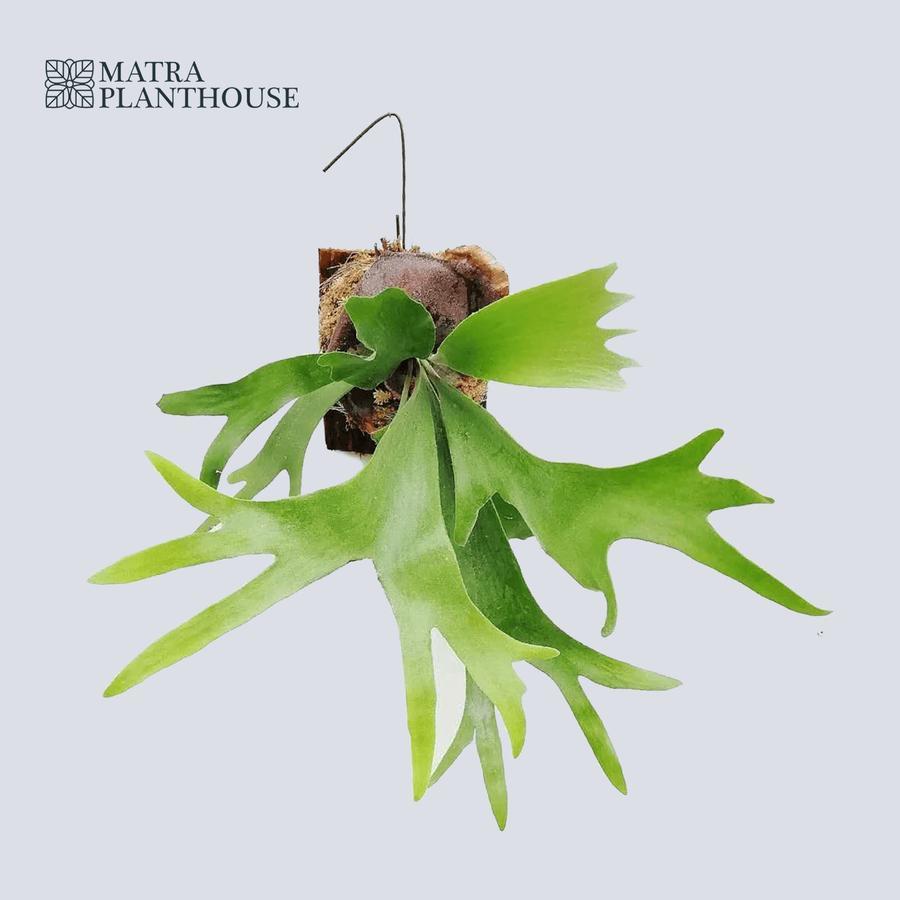 Platycerium Willinckii (Tanduk Rusa)