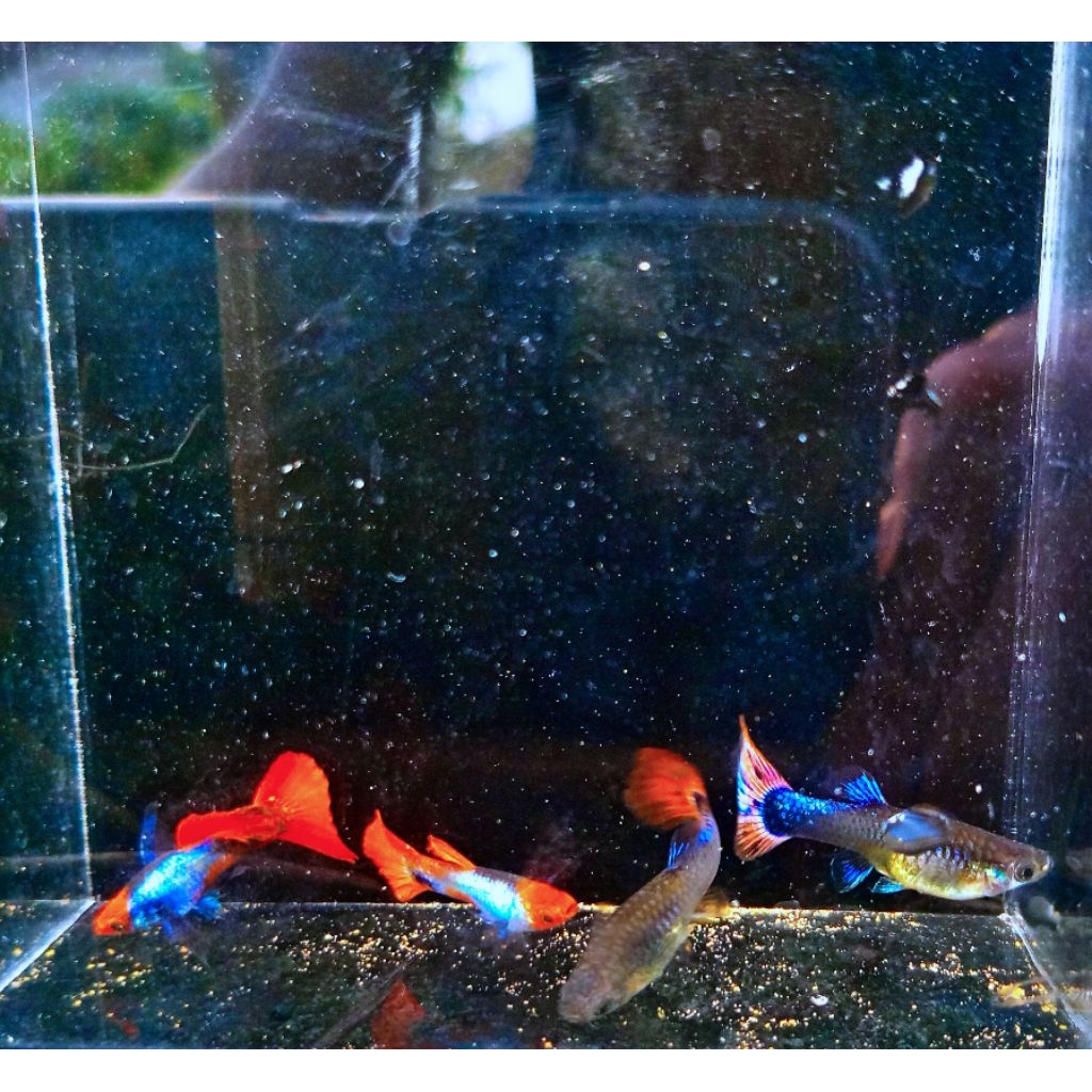 Hiasan Aquarium Guppy Prtde satu pasang