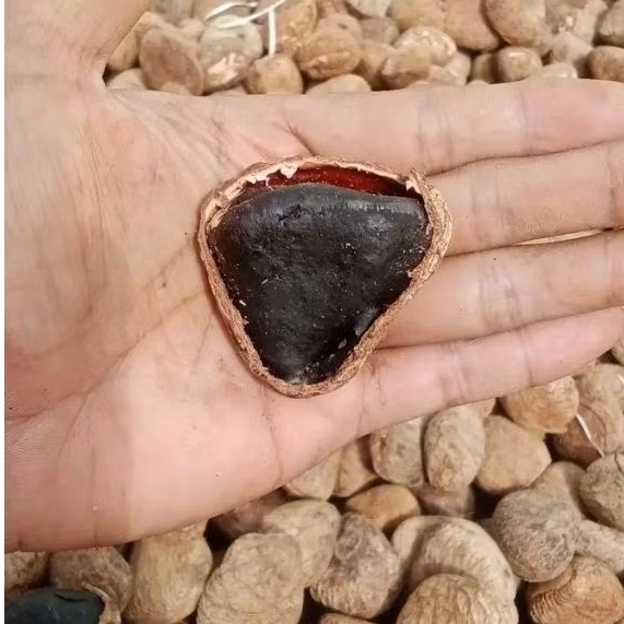 

KLUWEK Kering Picung Rawon Ful Hitam Dan Tidak Pahit 500 Gram
