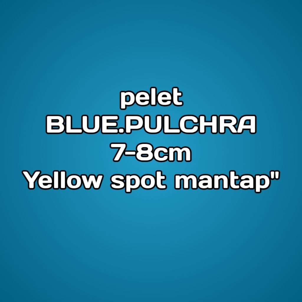 pelet merk blue pulchra 6-8cm bikin yellow spot mantap"