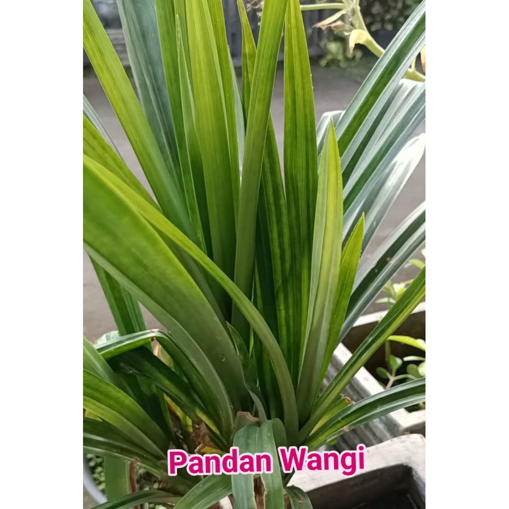 

PANDAN WANGI UKURAN JUMBO, PANJANG & SUBUR 30 LEMBAR/RAMUAN HERBAL