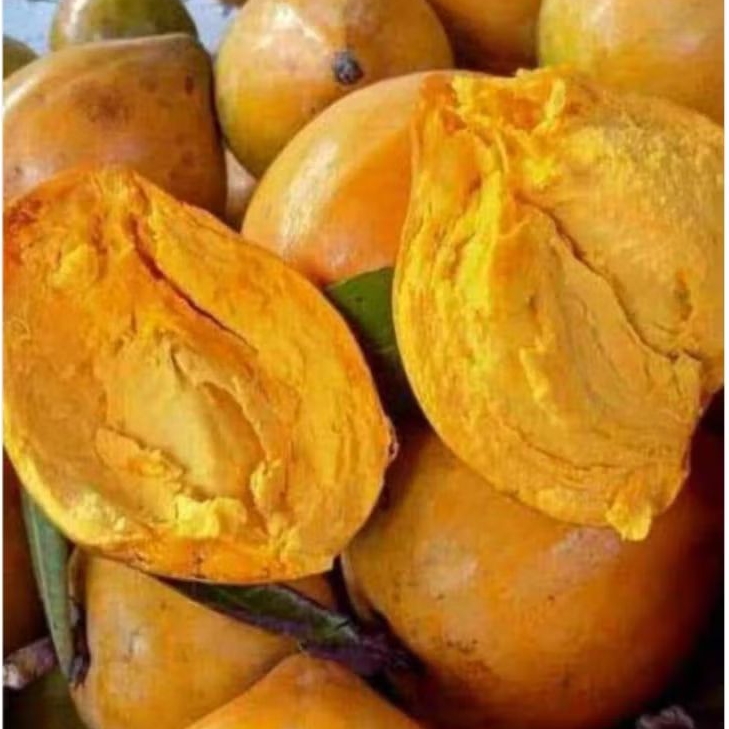 

Buah ALKESA/ SAWO MENTEGA (1 KG), READY SILAHKAN DI CO