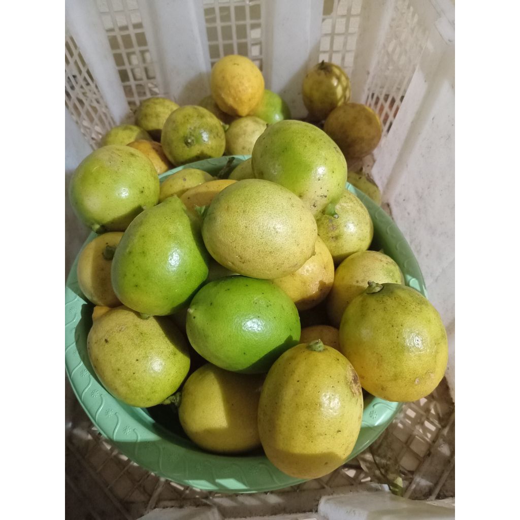

jeruk lemon california lokal 1.kg