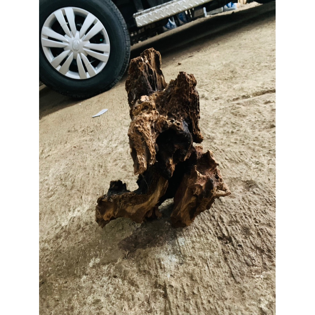 kayu rentek size m aquascape