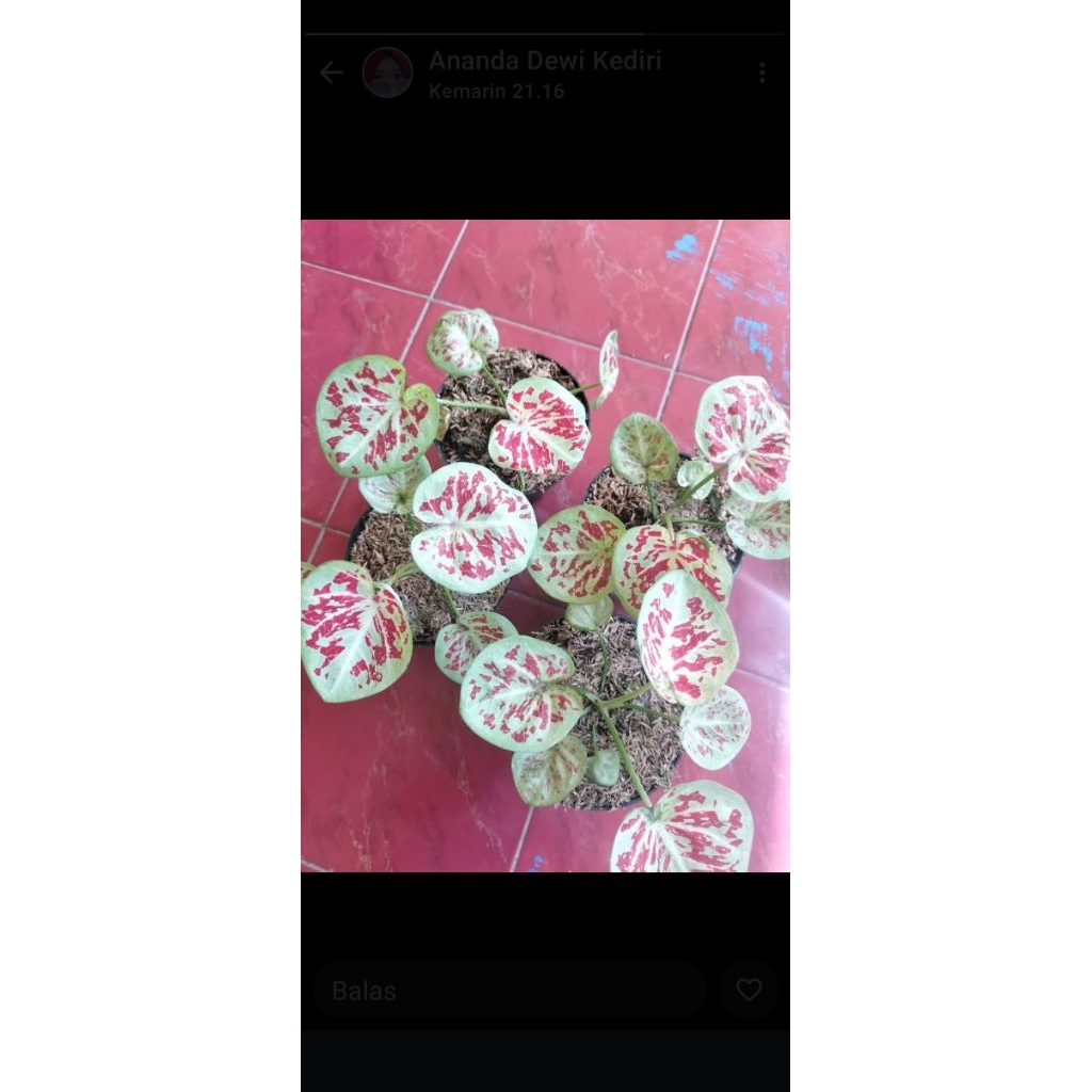 Tanaman Caladium Thailand one wonrd remaja
