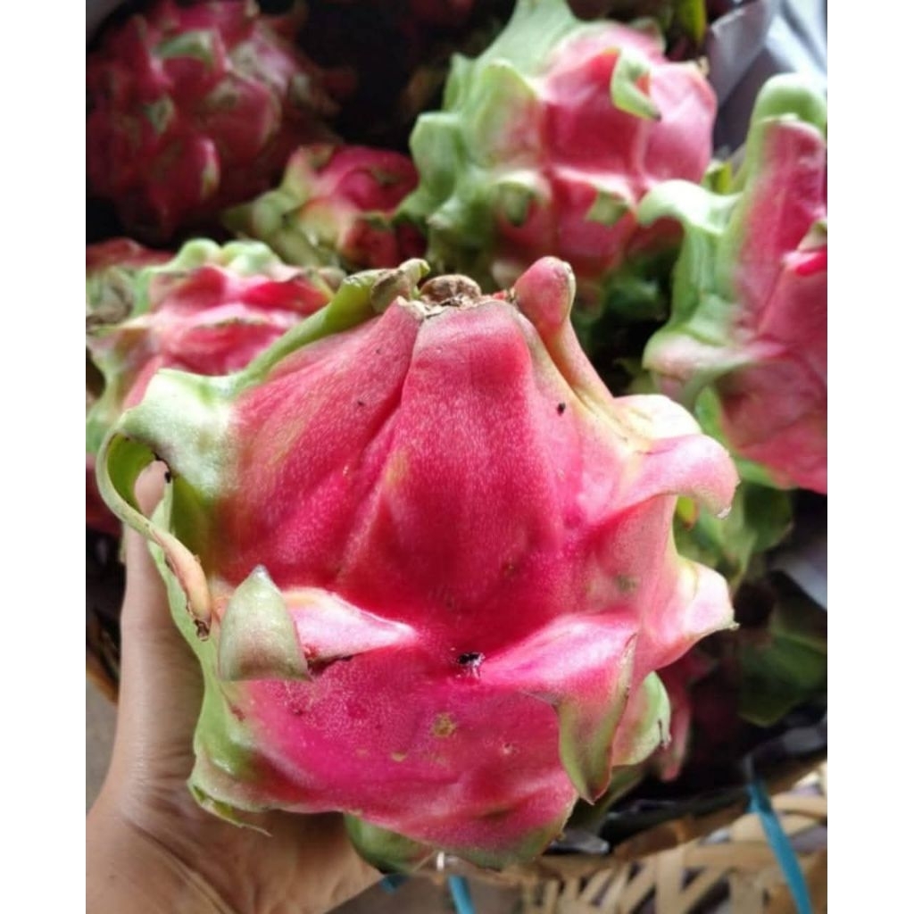 

Buah Naga super