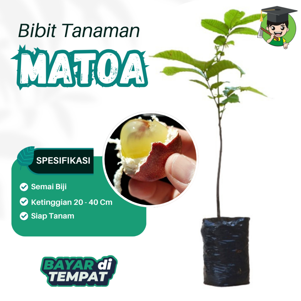 Bibit Tanaman Matoa Super Bibit Matoa Cepat Berbuah