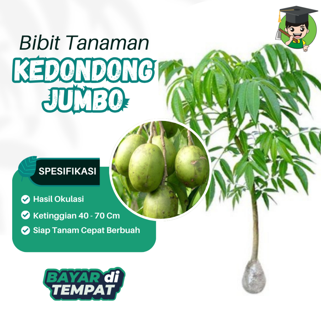 BIbit Tanaman Kedondong Super Jumbo