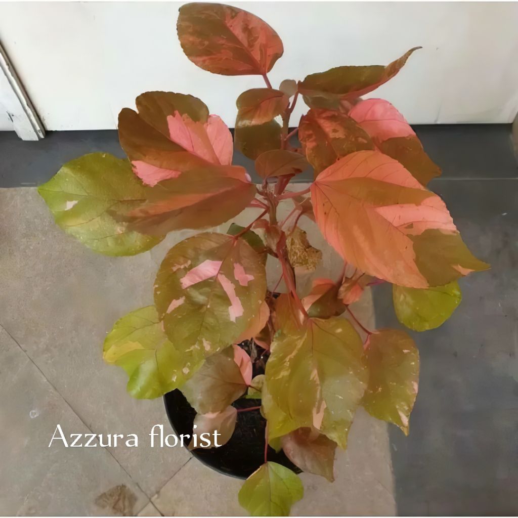 ( BISA COD ) Tanaman hias waru merah varigata red