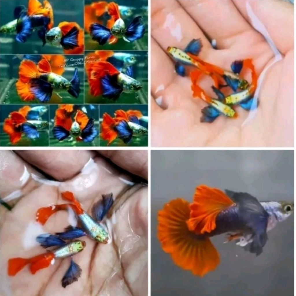 Aquascape PRTDE GRADE A