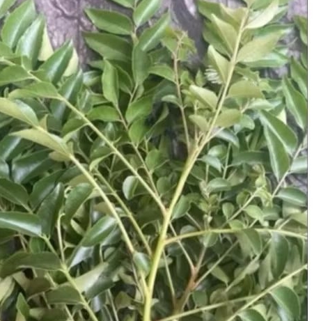 

daun kari fresh 500 gram