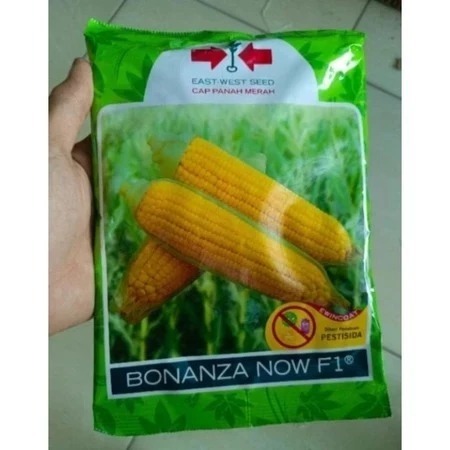 

MANTAP PROMO TERBARU !!! Benih jagung manis BONANZA NOW F1 ORIGINAL isi 1800 Biji EXP 2026