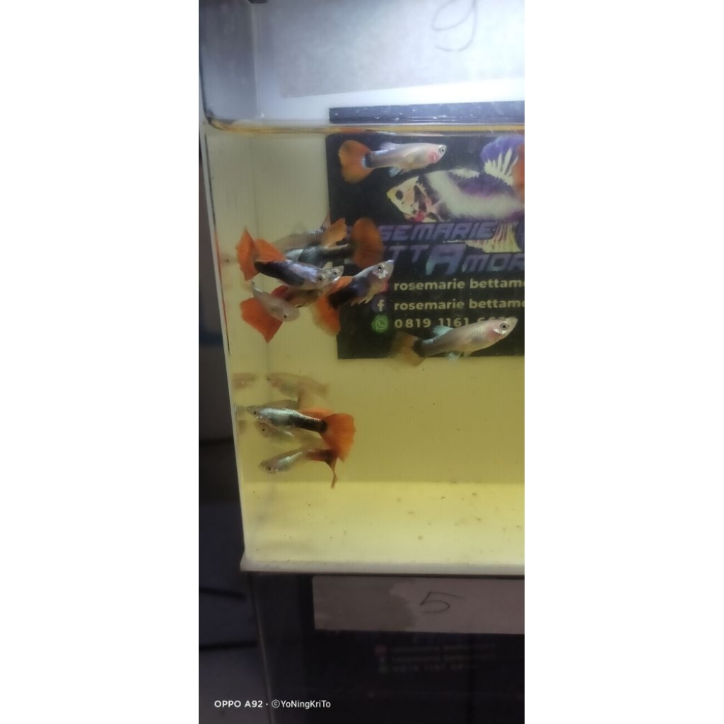 Obat Ikan Guppy HB Red