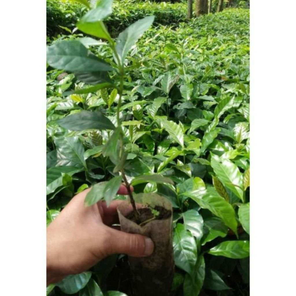 Paket Hemat Isi ( 200 batang+bonus) Bibit Kopi Robusta Lampung Cabutan Berkualitas Unggul Siap Tanam