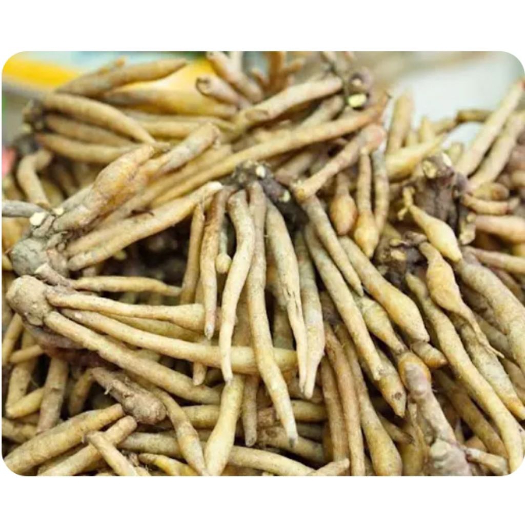 

Koneng Kunci Segar siap pakai, Sudah Bersih 1kg