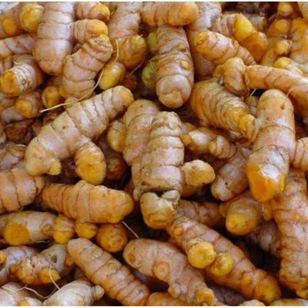 

UMBI KUNYIT FRESH 1KG KUNYIT BERSIH KUNYIT SAYUR KONENG SAYUR