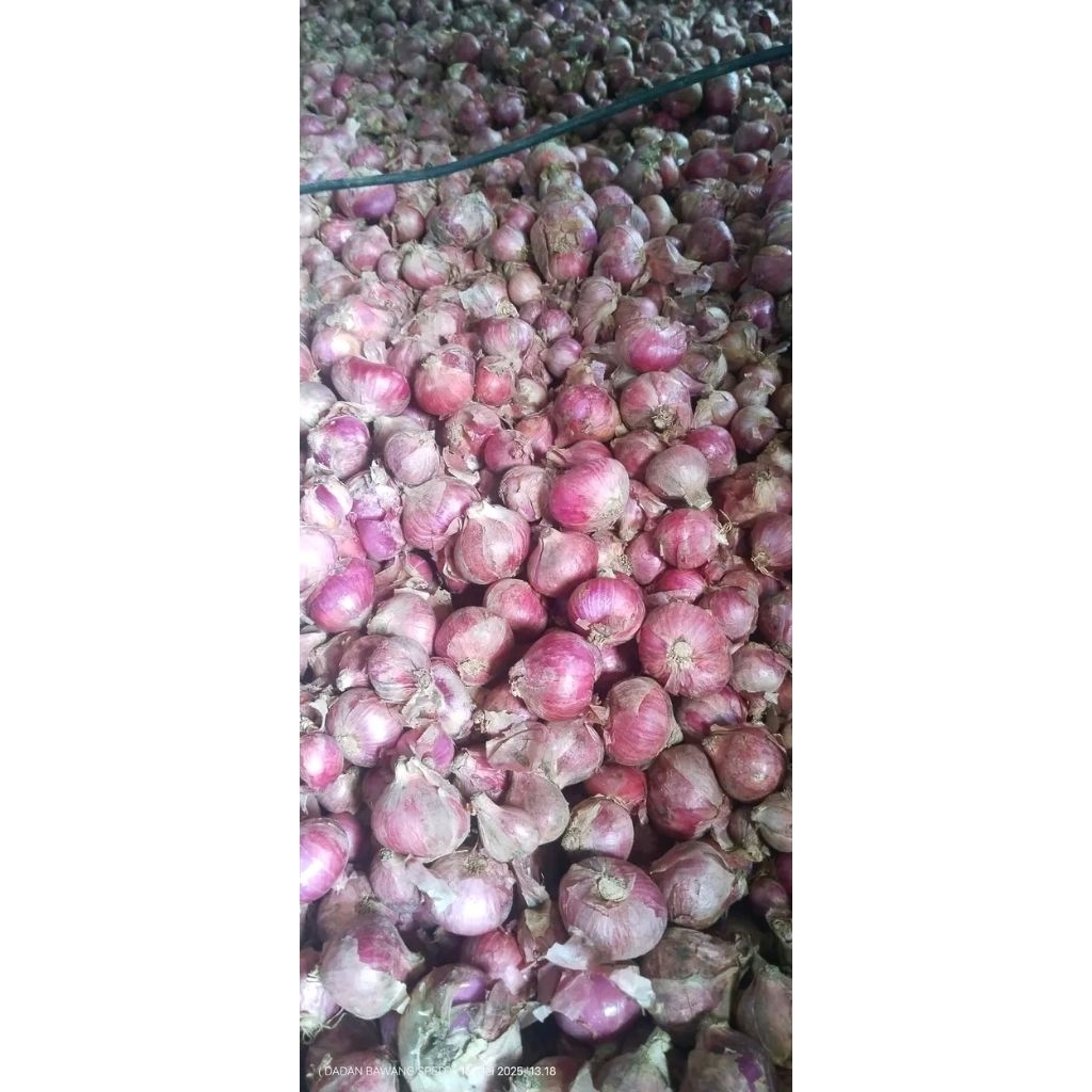 

bawang merah super
