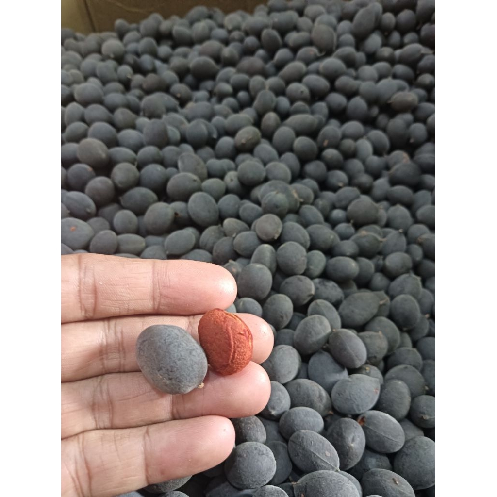 

Buah asam Kranji menurunkan kolesterol asam urat diabetes insulin sembelit pencernaan magh