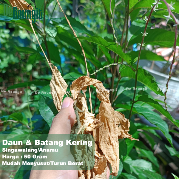 

Daun Batang Tangkai Singawalang Kering Per 50 Gram
