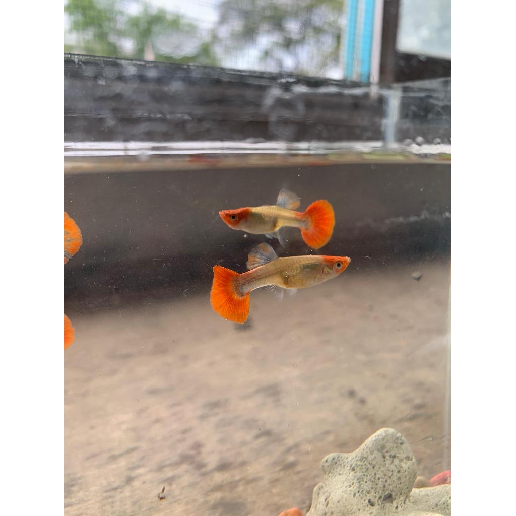 IKAN hias Guppy PRTD KOI(PLATINUM DUMBO EAR KOI) - PASANGAN