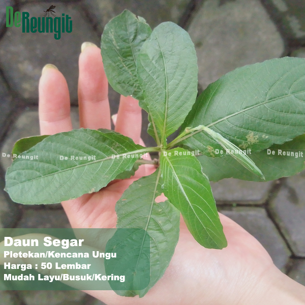 

Daun Pletekan Kencana Ungu Segar 50 Lembar