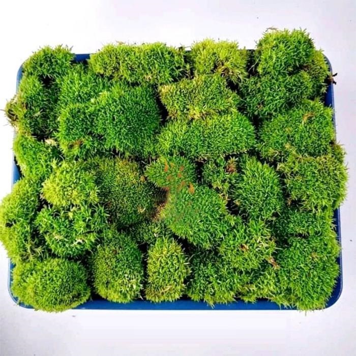 Moss Mutiara darat per nampan paludarium vivarium aquarium