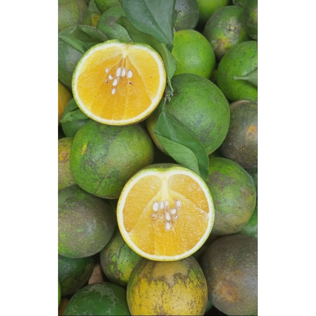 

Jeruk Peras Baby Java 500gram