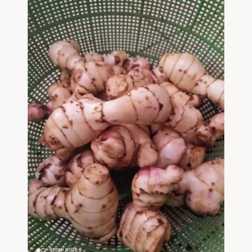 

umbi ganyong umbi ganyo segar ikg