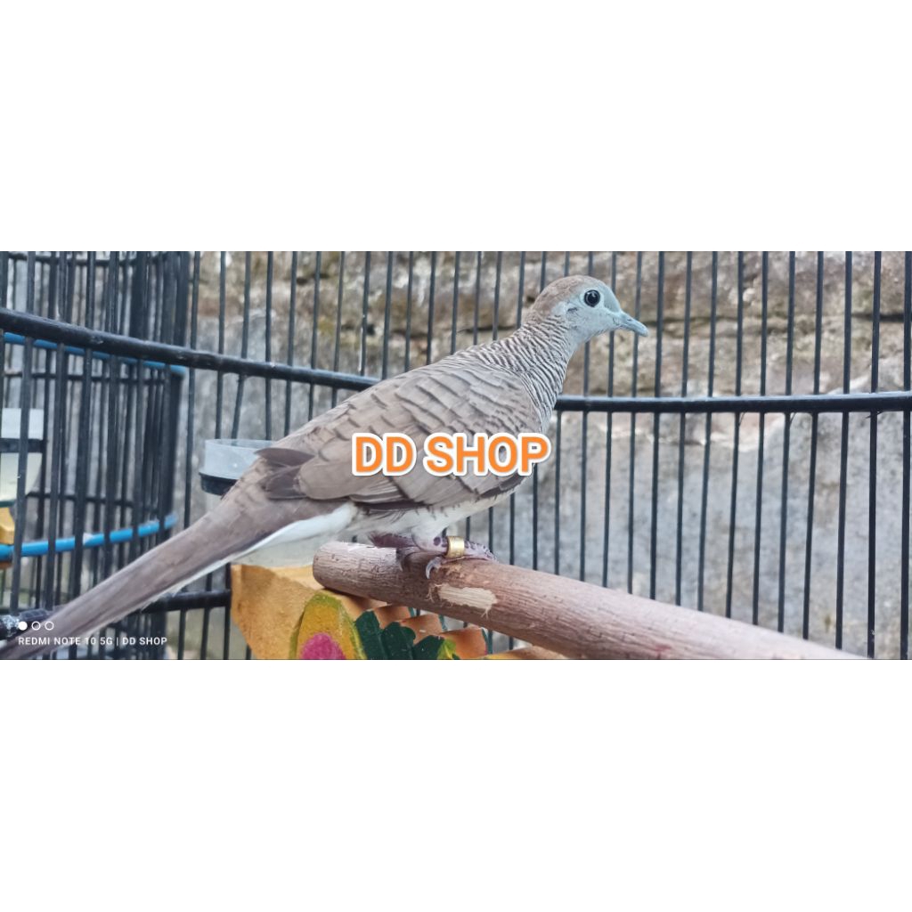 Perkutut Bangkok Betina Dewasa Ring Pilihan Siap Ternak
