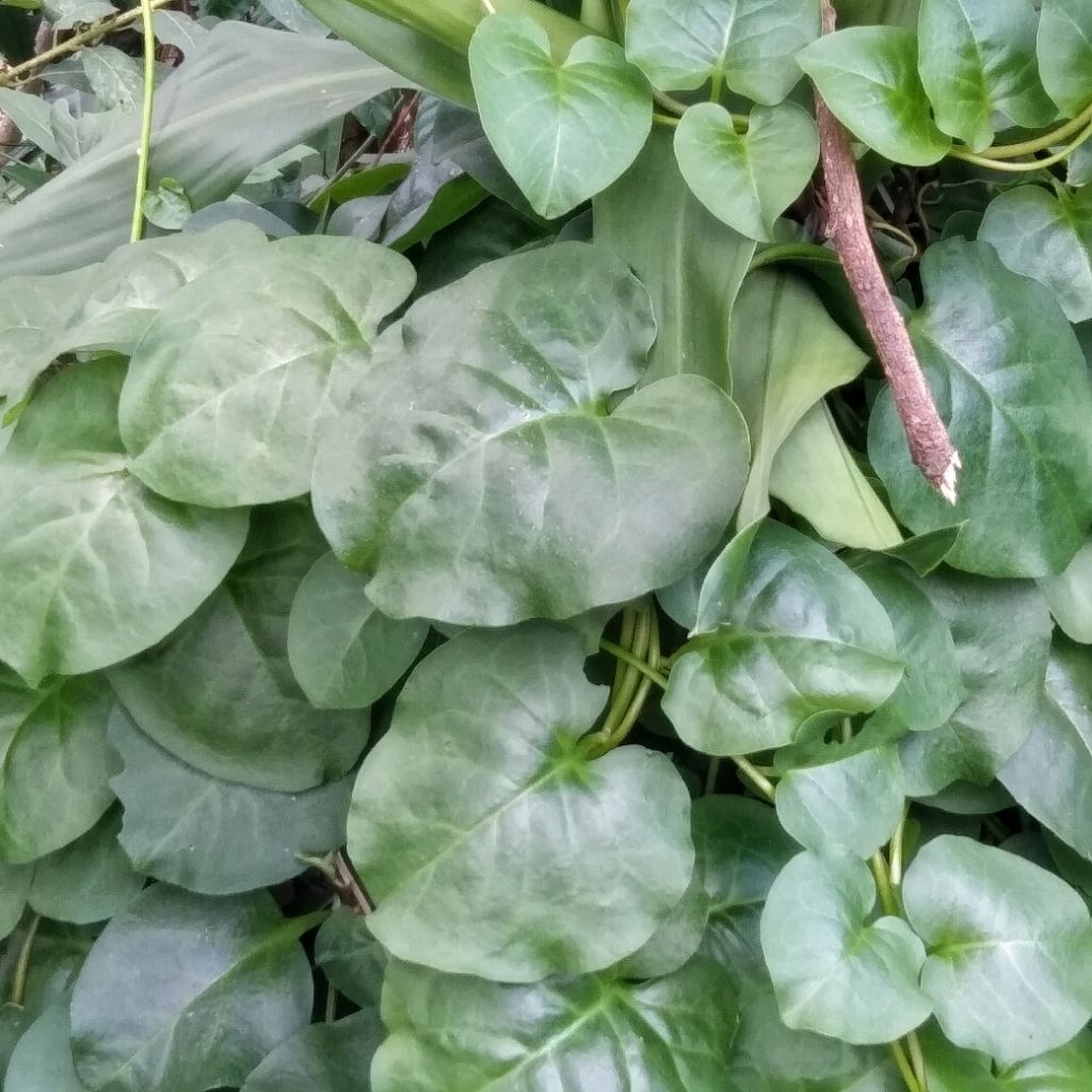 

Daun Binahong Hijau Segar 100 Lembar