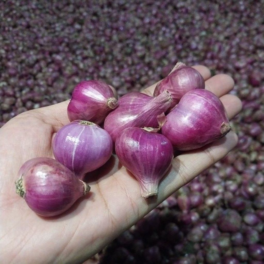 

Bawang merah besar 1kg super premium / brambang