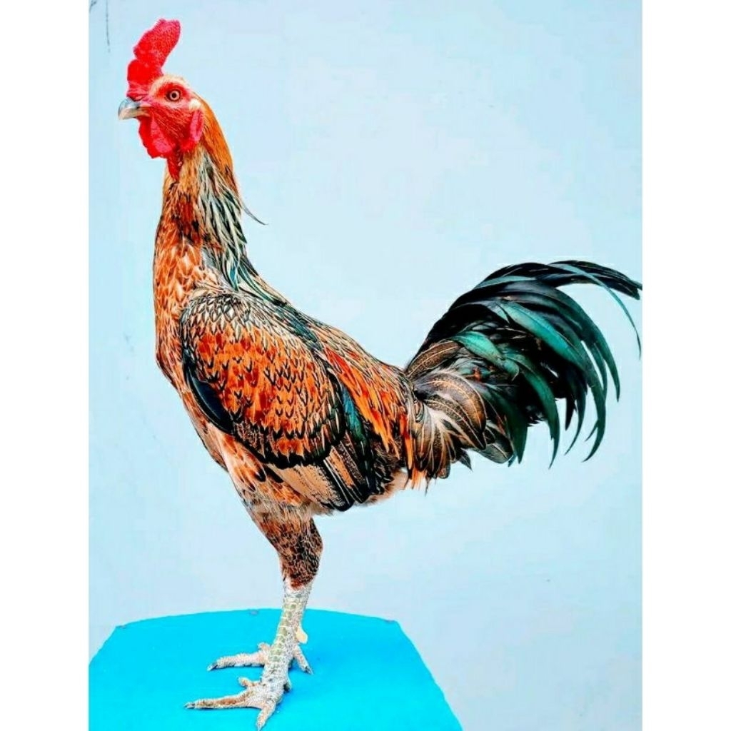 

Paket hemat 5 Telur Ayam Pama Bulbi Fertil siap untuk ditetaskan