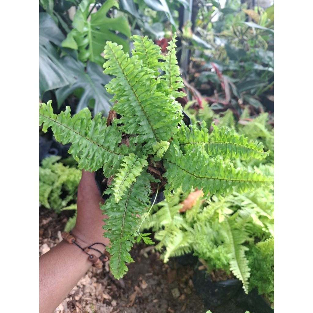 pakis boston-tanaman pakis boston-indoor plant