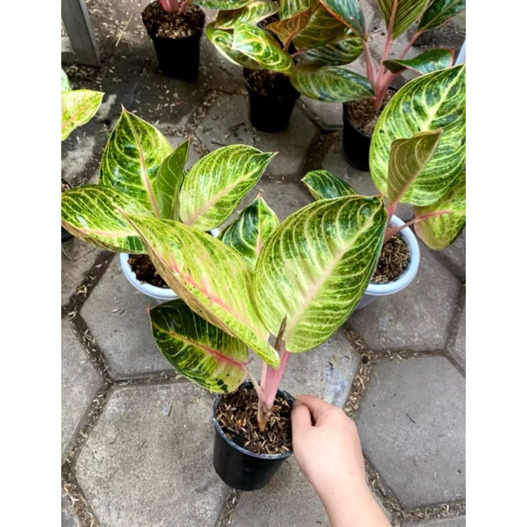 Aglonema Baby Moonlight Ekonomis