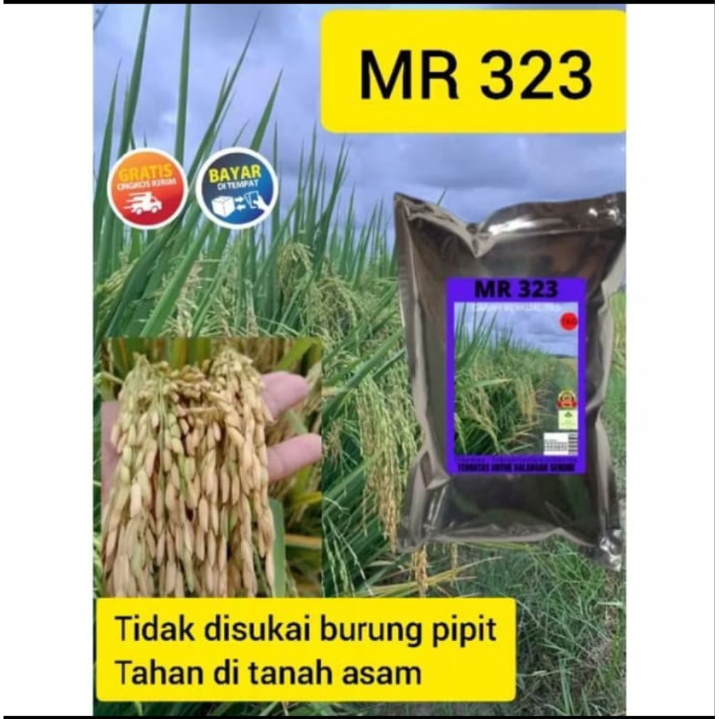 benih padi Mr 323 galur lokal unggul 1kh