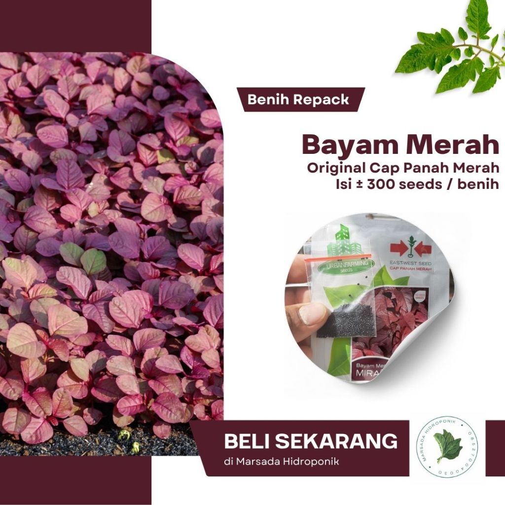 Benih Bibit Bayam Merah Cap Panah Merah Kemasan Repack