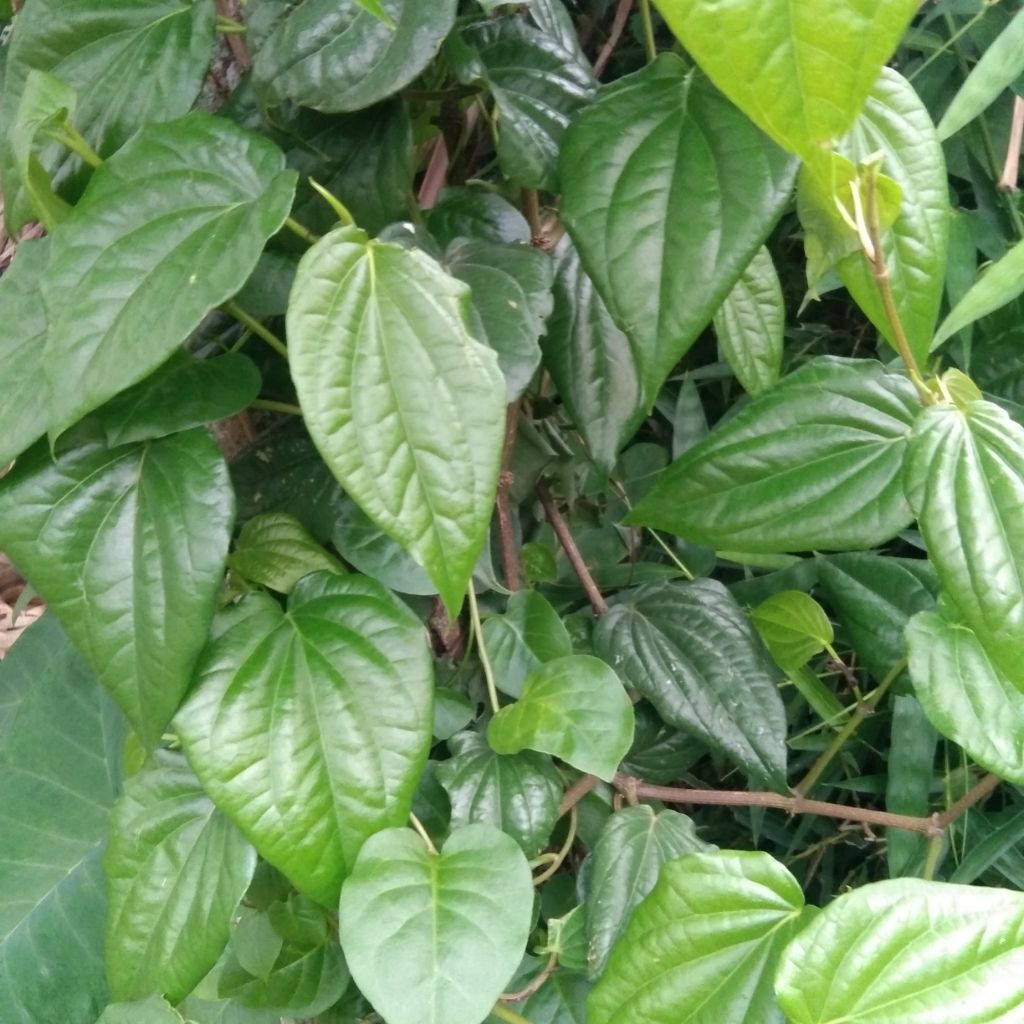 

Daun Sirih Hijau Segar 100 lembar