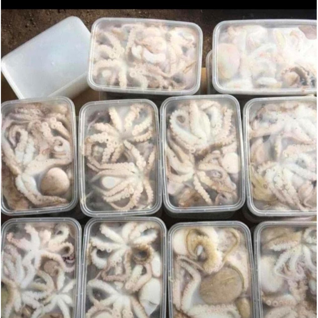 

baby gurita fresh @500gr/pack seafood