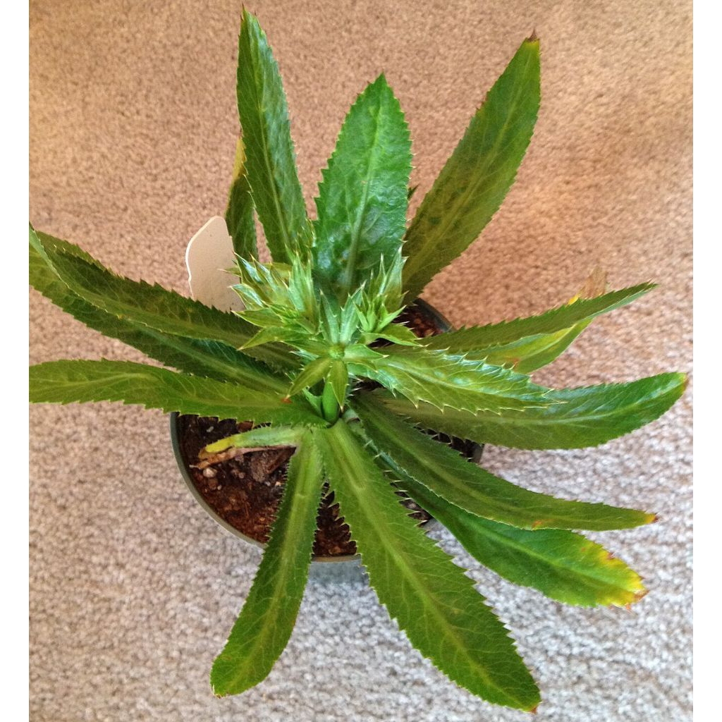 Daun walang sangit,pohon walang sangit hidup